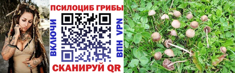 где купить наркотик Олёкминск Псилоцибиновые грибы мицелий
